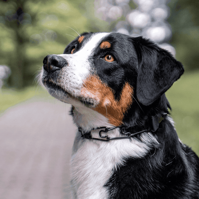 Herm Sprenger 41cm - 2.25 MM BLACK STS PRONG COLLAR WITH SWIVAL