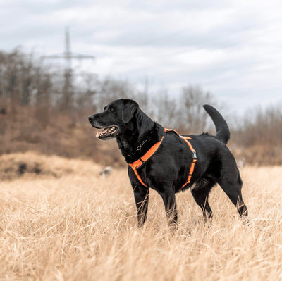 Herm Sprenger Y-HARNESS