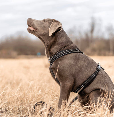 Herm Sprenger Y-HARNESS