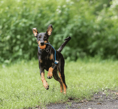 Herm Sprenger FUN BALL