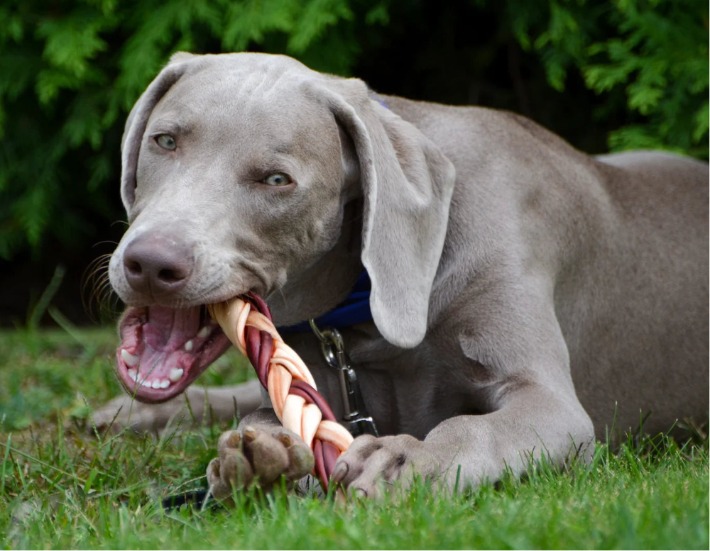 12″- Braided Beef Collagen Stick Brown/Natural