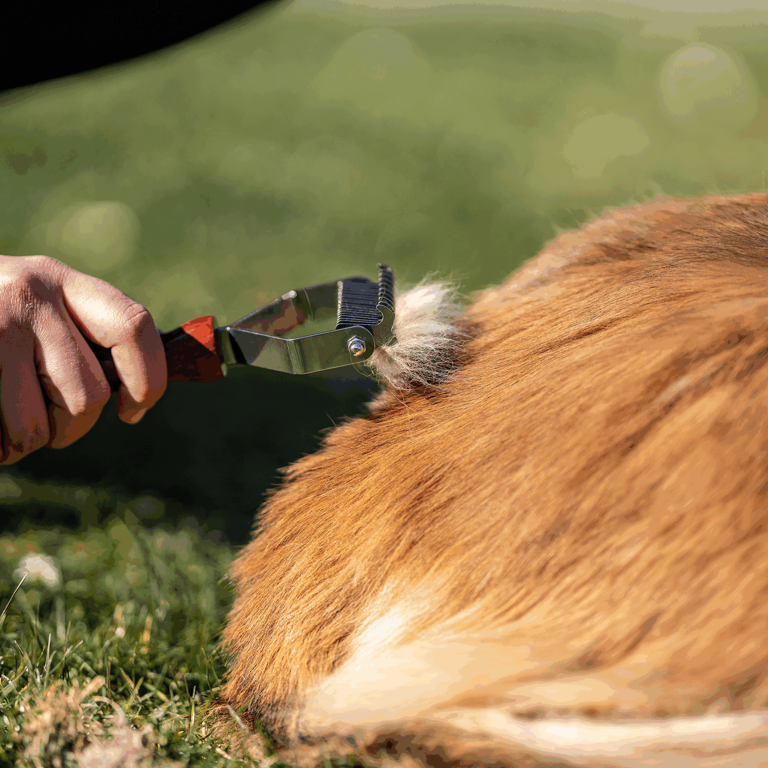 Undercoat brush 2-sided - wooden handle with stainless steel tines