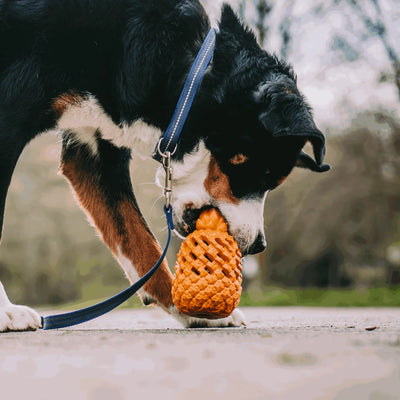 Dog toy FRUIT CHALLENGE - "Pineapple" (L)