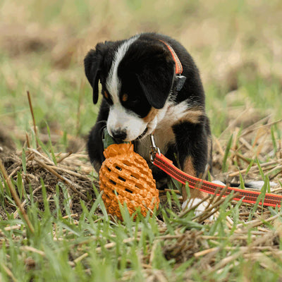 Dog toy FRUIT CHALLENGE - "Pineapple" (L)