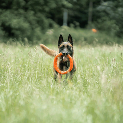 Dog Play Ring