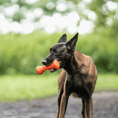 Dog Toy Retrieval Barbell