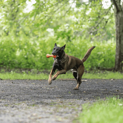 Dog Toy Retrieval Barbell