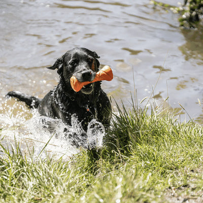 Dog Toy Retrieval Barbell