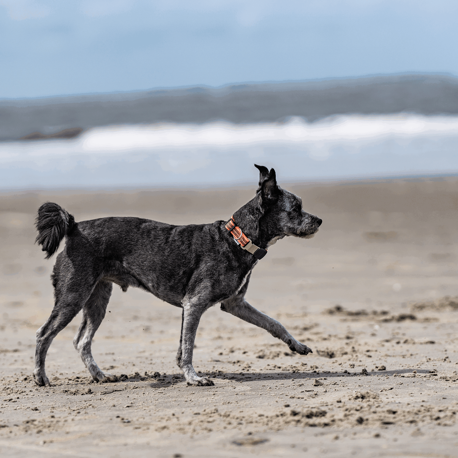 Herm Sprenger ADJUSTABLE DOG COLLAR