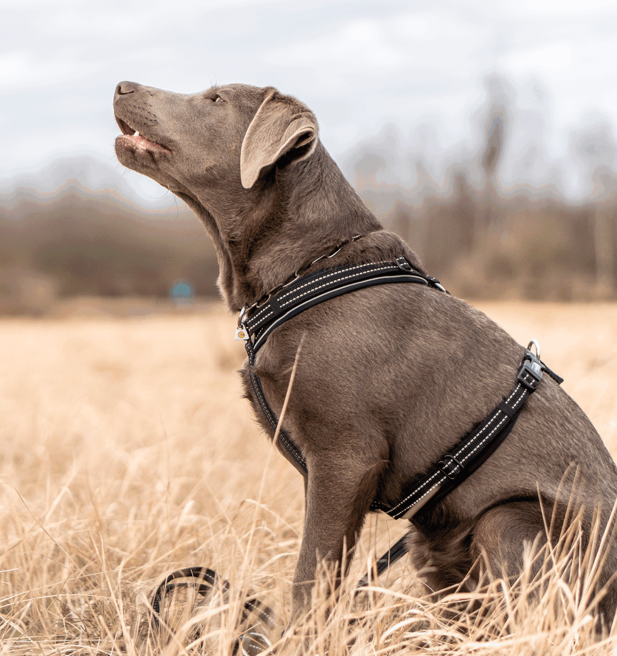 Herm Sprenger Y-HARNESS