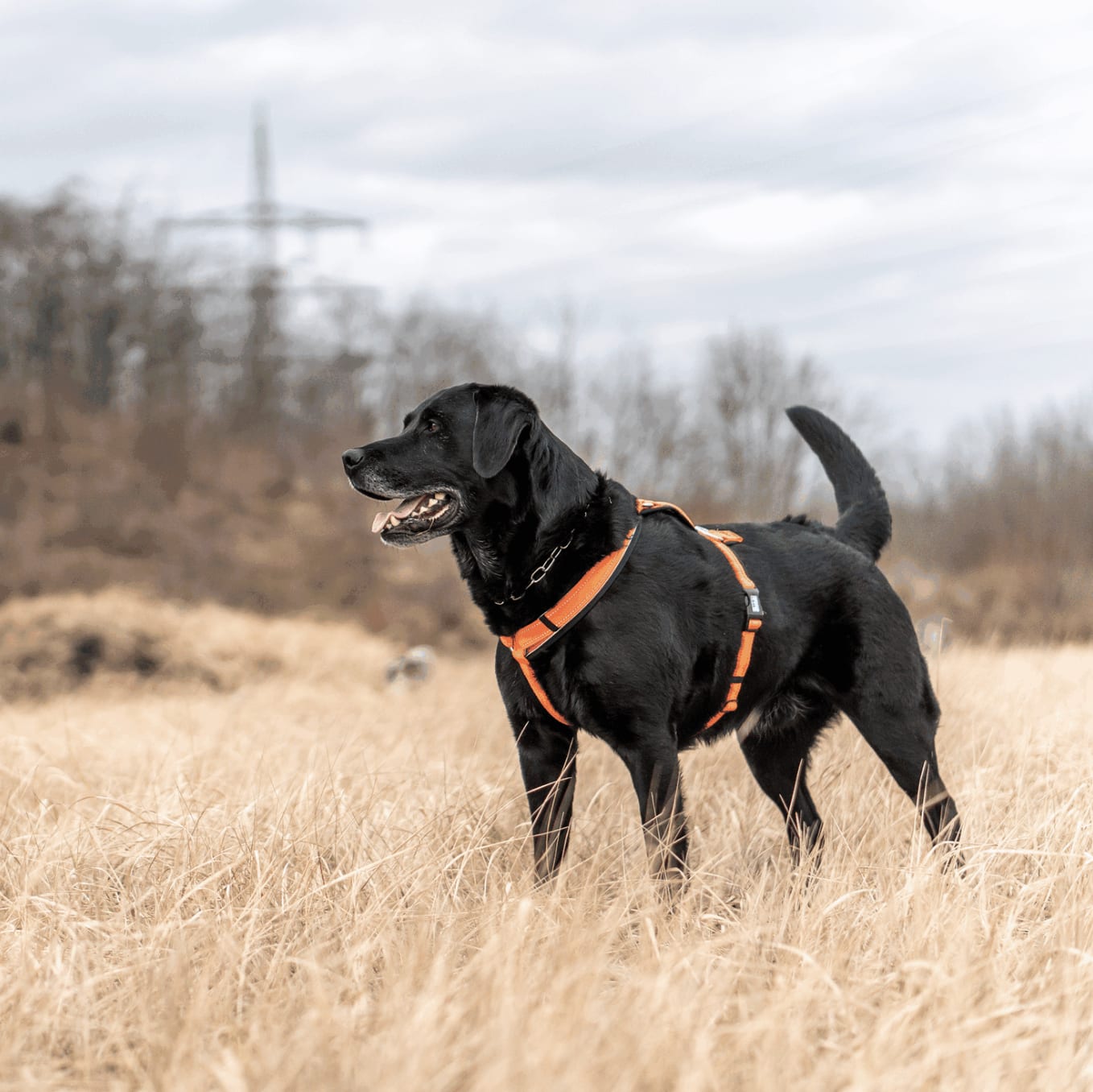 Herm Sprenger Y-HARNESS