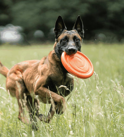 Herm Sprenger DOG TOY FLYING DISK