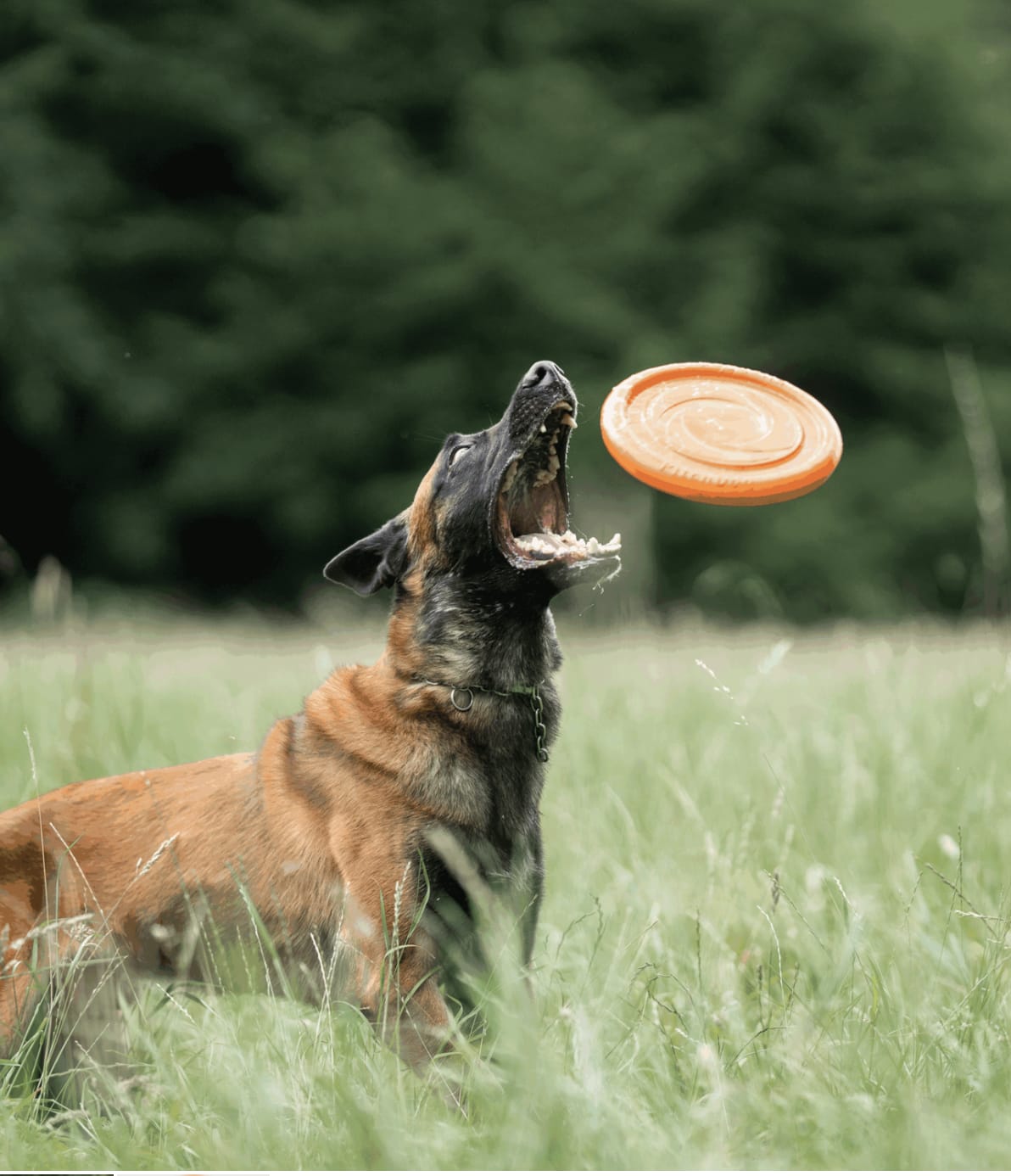 Herm Sprenger DOG TOY FLYING DISK