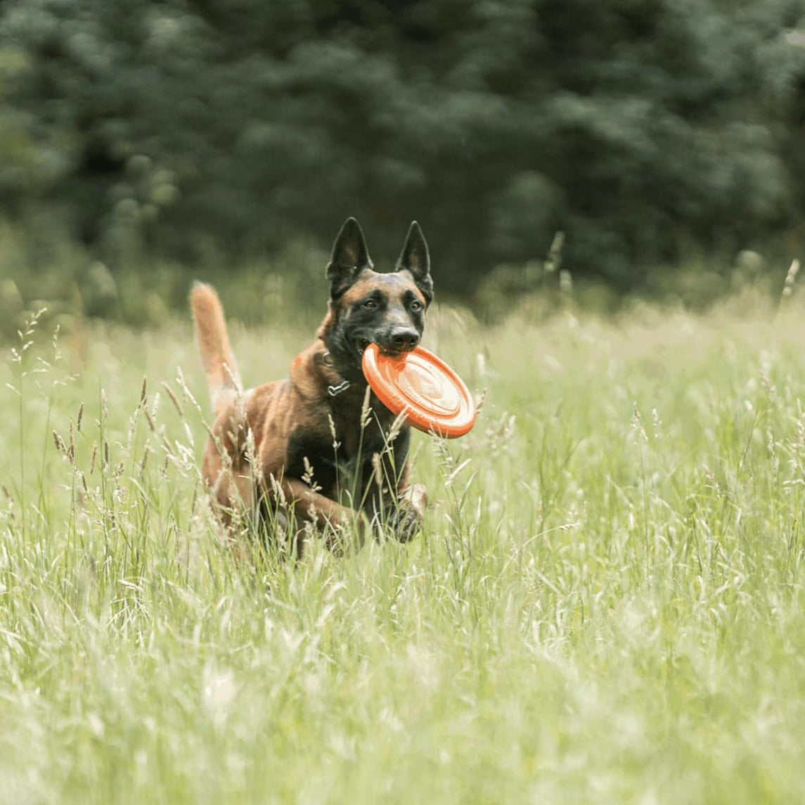 Herm Sprenger DOG TOY FLYING DISK