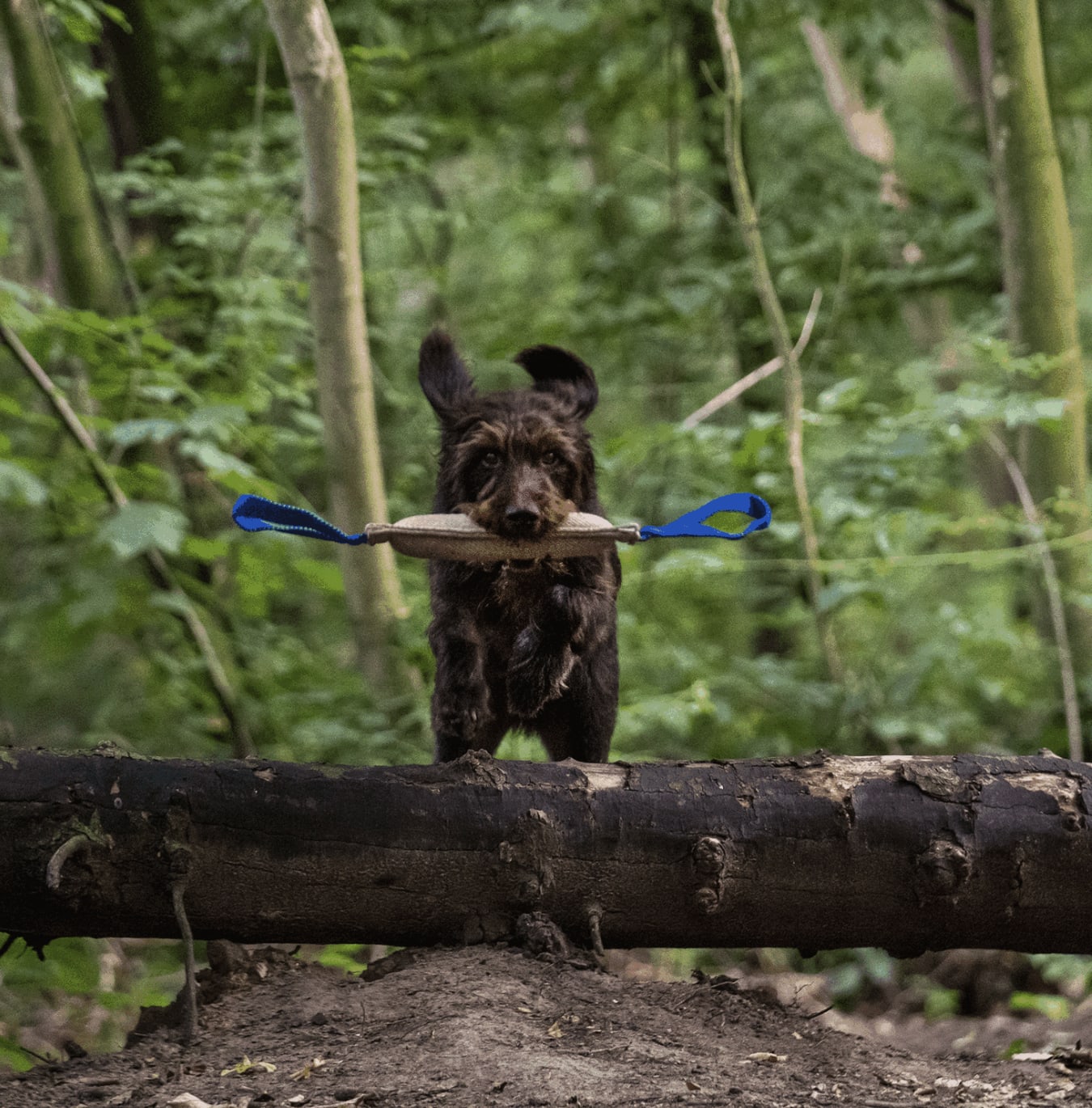 Herm Sprenger BITE TOYS