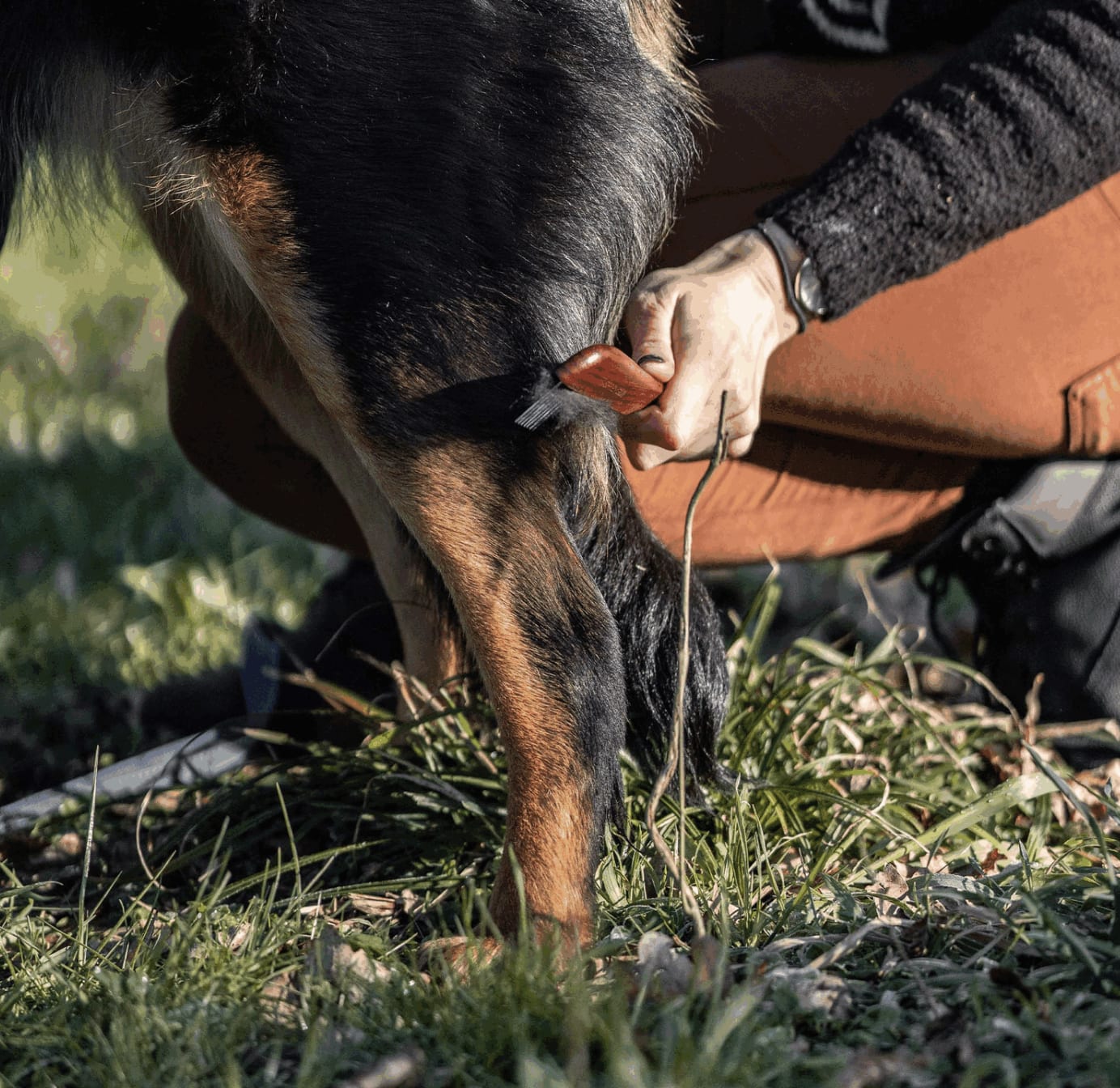 Herm Sprenger Dog comb - 20 mm metal teeth