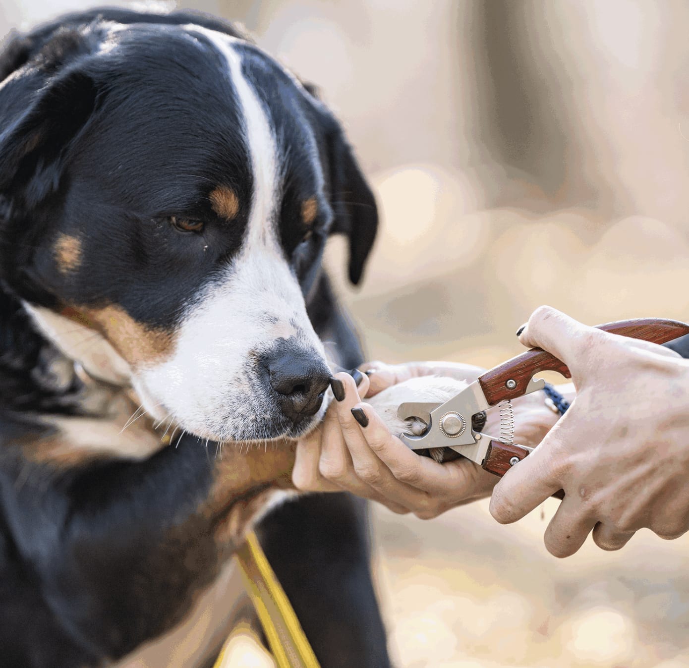 What are the hotsell best dog nail clippers