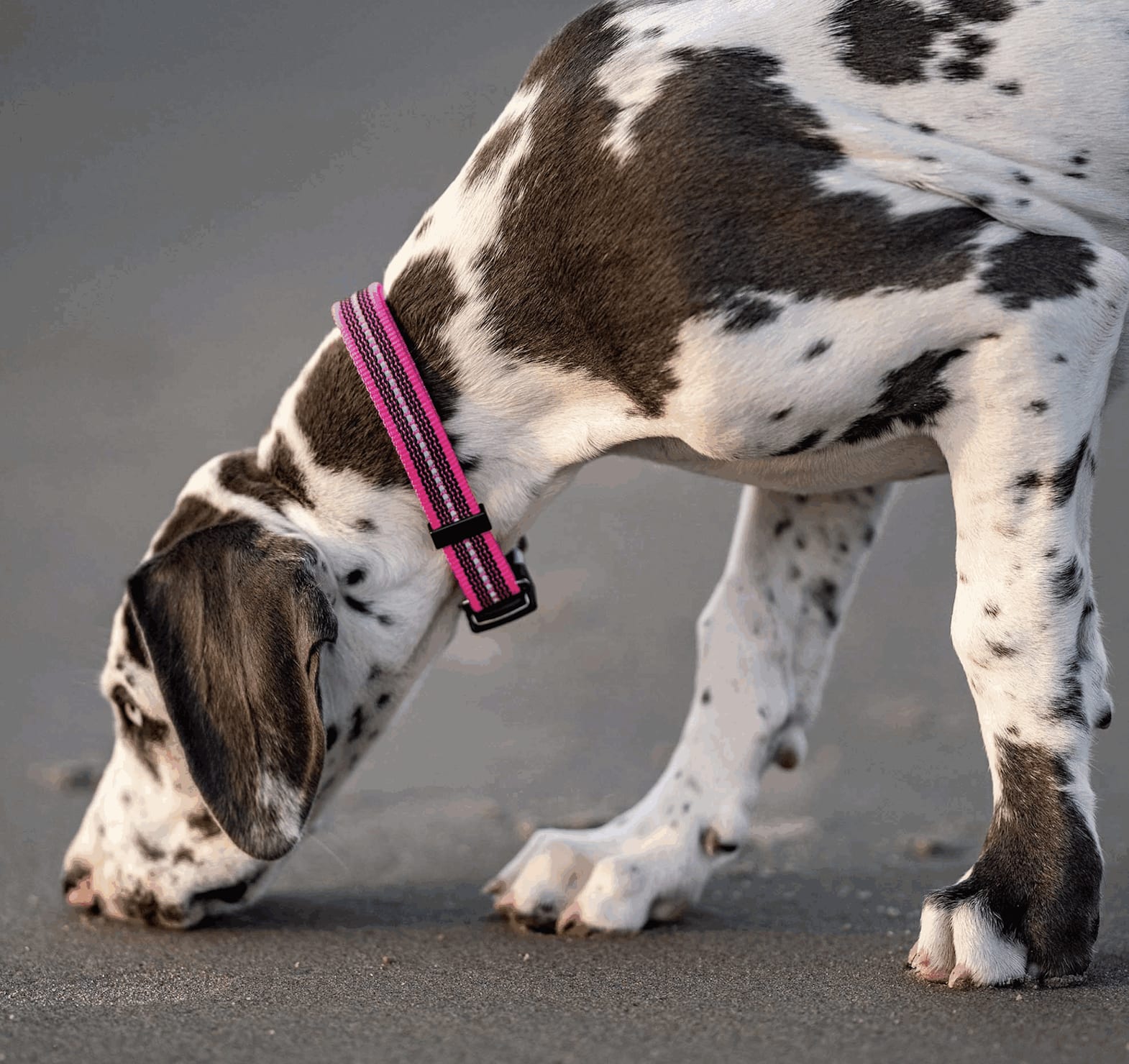 Herm Sprenger ADJUSTABLE DOG COLLAR