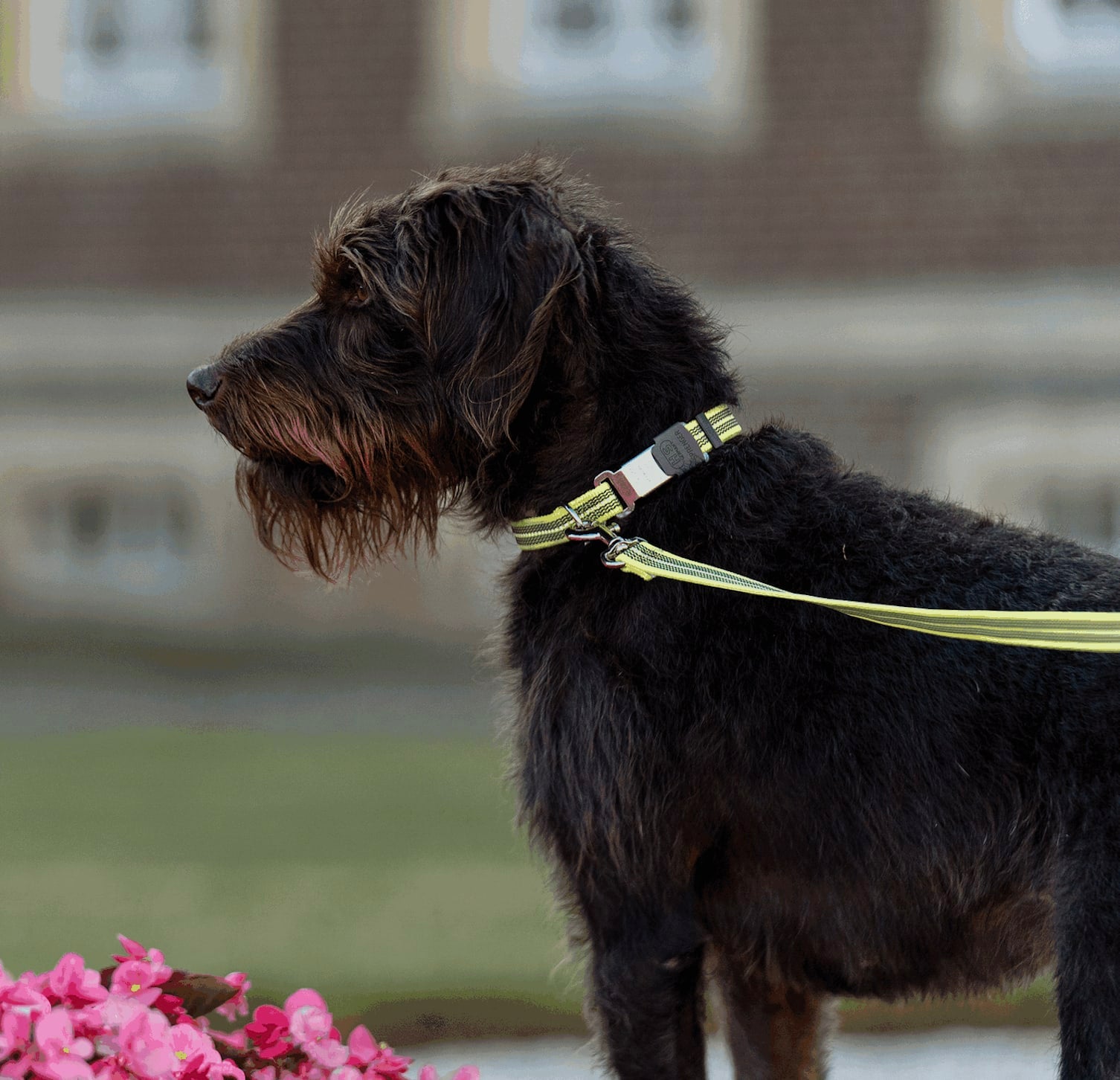 Herm Sprenger ADJUSTABLE DOG COLLAR