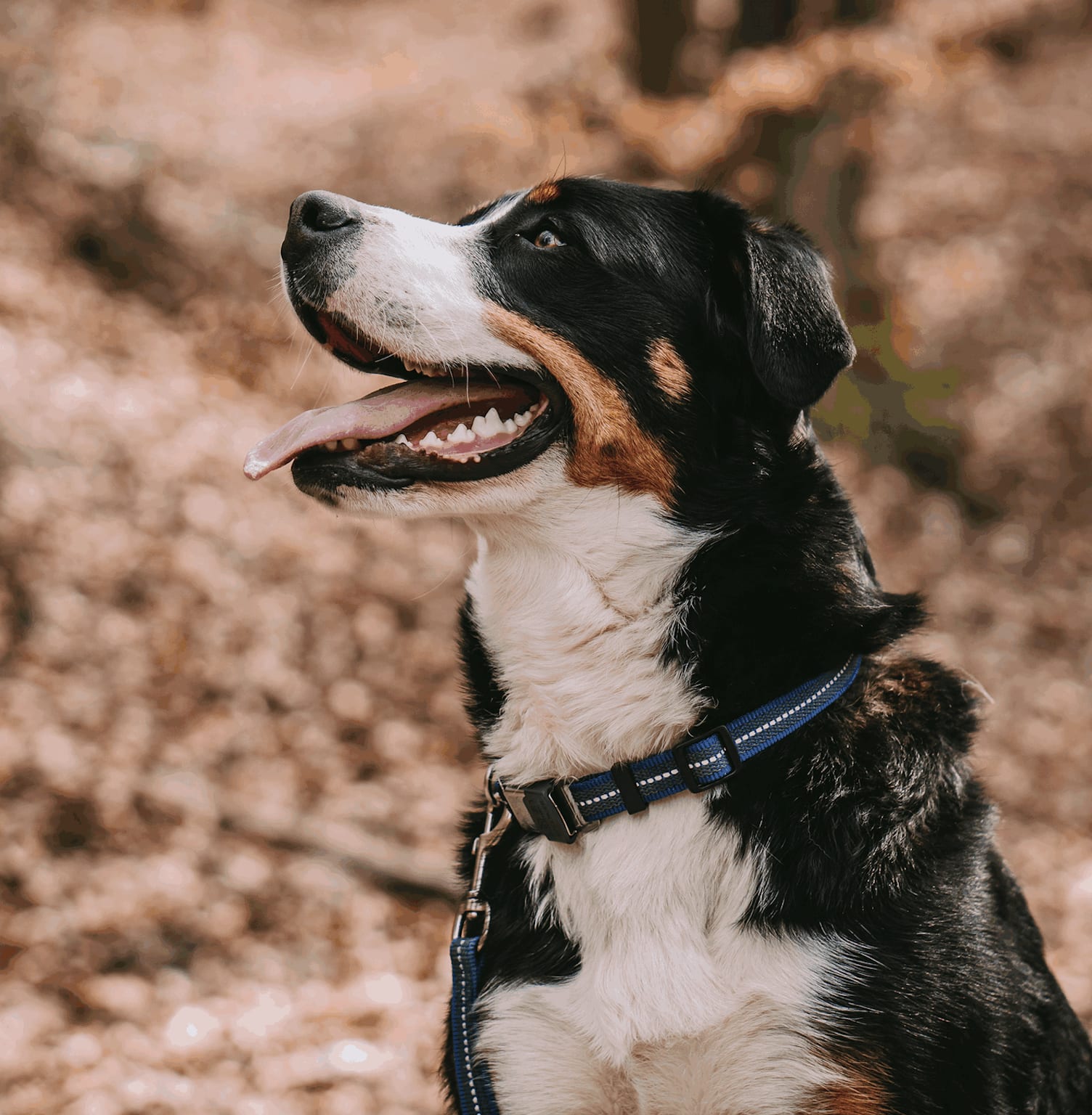 Herm Sprenger ADJUSTABLE DOG COLLAR